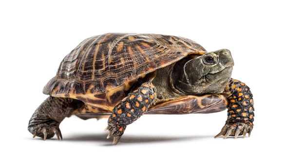 Photo common box turtle, isolated on white