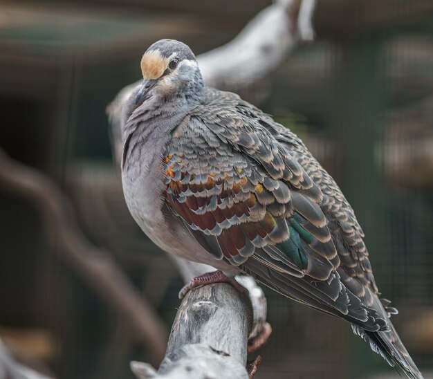 Common bronzewing