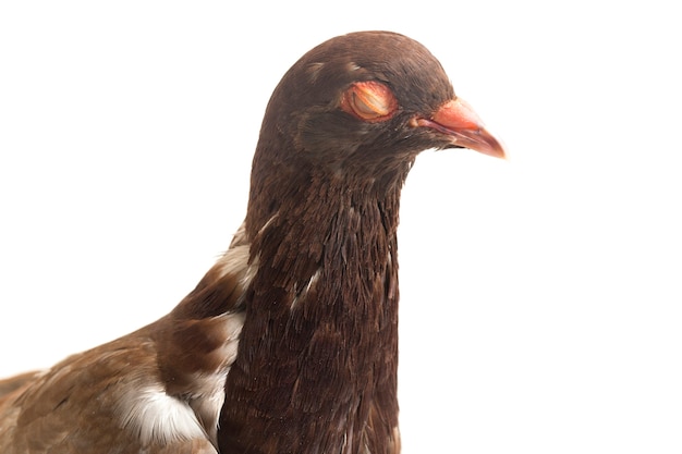 白い背景の上の一般的な茶色の鳩