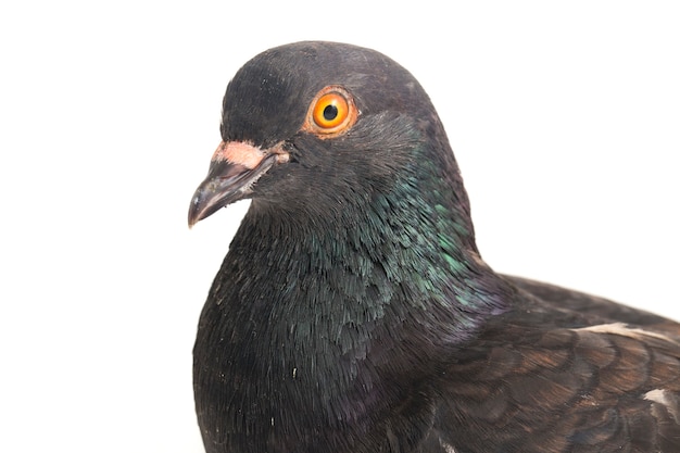 Common brown pigeon on a white background