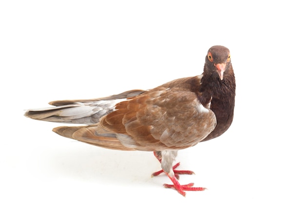 Common brown pigeon on a white background