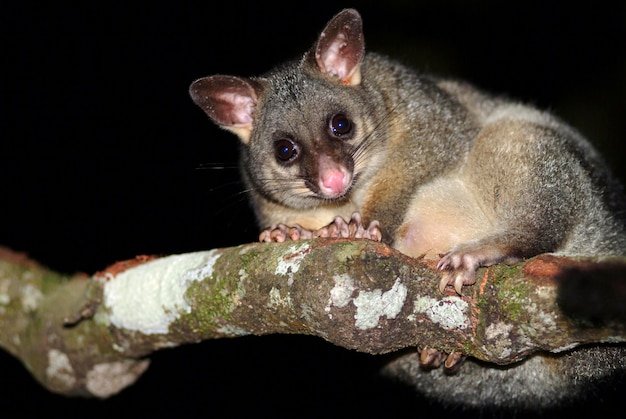 Photo common brushtail possum trichosurus vulpecula sitting on a branch