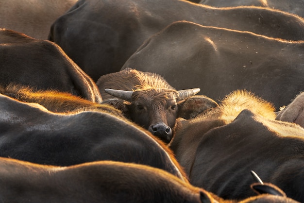 Common Buffalo in rural area Thailand