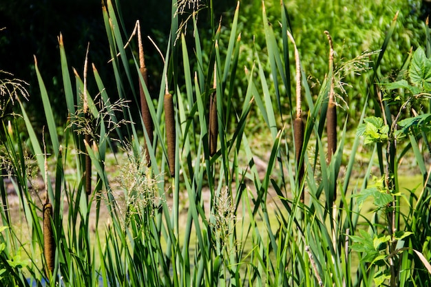 일반적인 bulrush (Typha latifolia) 또는 Broadleaf cattail