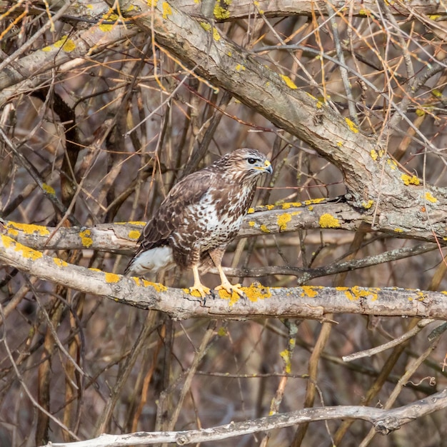 보통수염 (Buteo Buteo) 위장