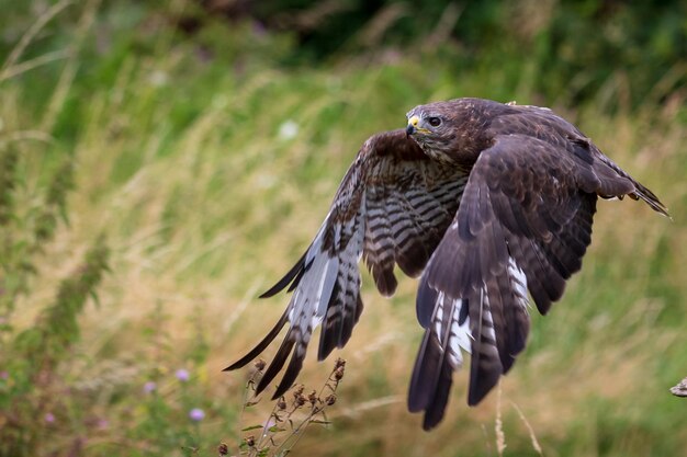 Common buzzard Buteo buteo in flight