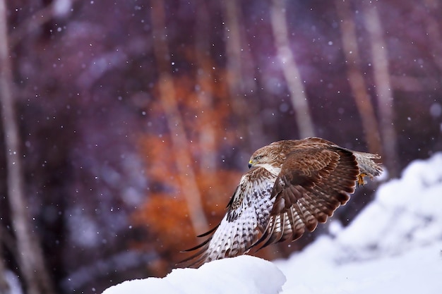 Common buzzard, buteo buteo, flying during snowing in winter\
with copy space. bird of prey in flight over the white land. wild\
feathered animal landing on snow.