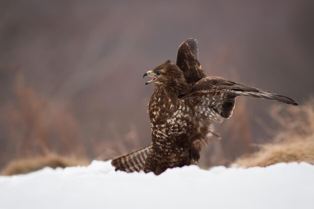 Photo common buzzard buteo buteo screeching on snow in winter nature bird of prey calling on snowy glade in wintertime brown feathered nimal guarding on white pasture