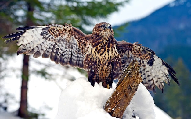 Foto comune poiana (buteo buteo) seduto su un ramo in inverno.