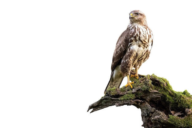 Обыкновенный канюк buteo buteo сидит на покрытом мхом пне, изолированном на белом