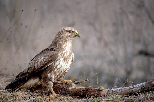 Обыкновенный канюк, Buteo Buteo, стоит на сломанной ветке