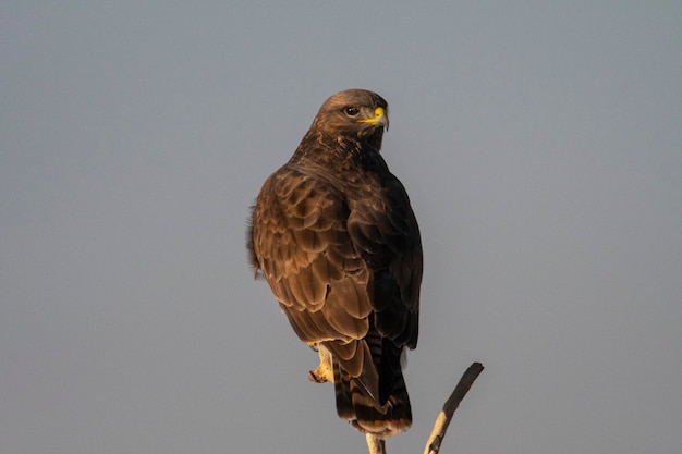 Photo common buzzard buteo buteo toledo spain