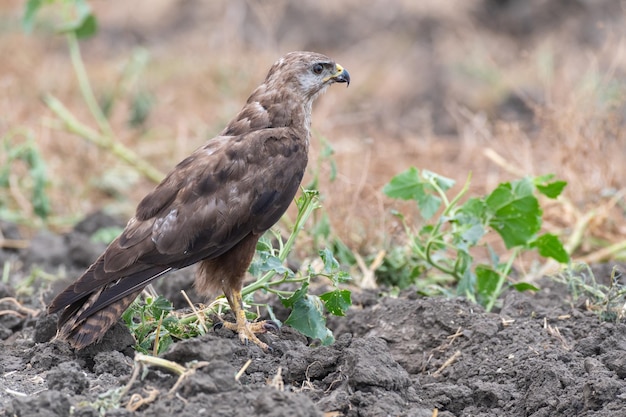 Common buzzard buteo buteo in the wild Close up