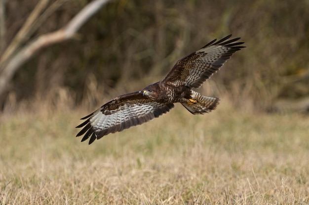 Common buzzard Buteo buteo