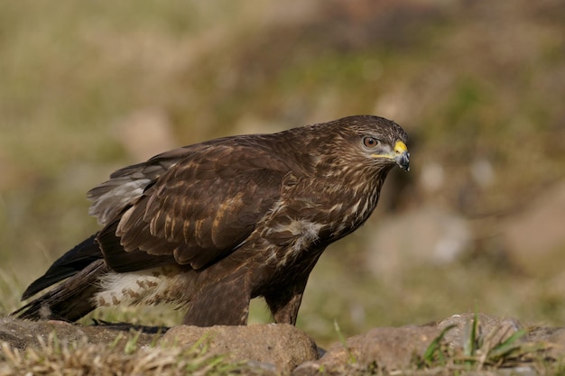 Common buzzard Buteo buteo