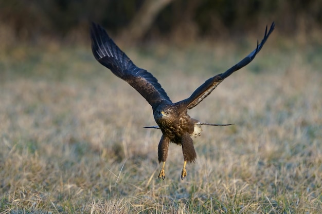 Common buzzard Buteo buteo