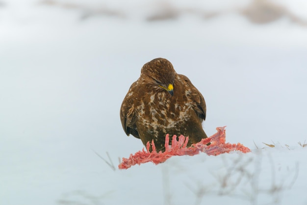 雪の上で肉を食べる普通のカメ