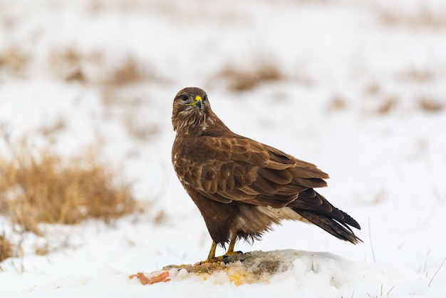 Common buzzard eating meat on the snow