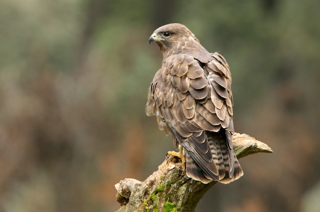 Common buzzard, falcon, raptor, buzzard, birds, Buteo buteo