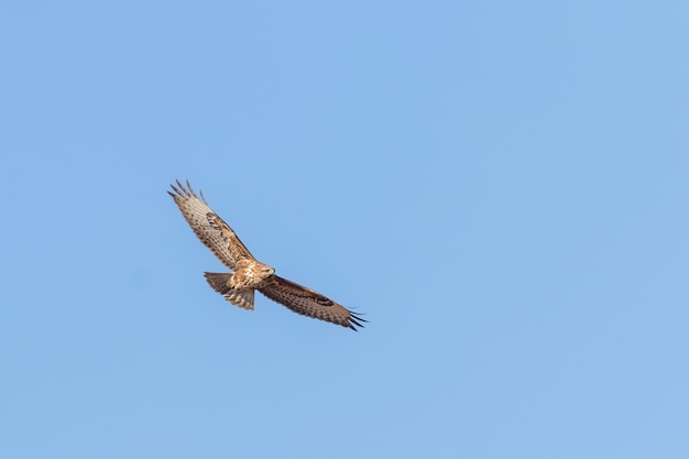 Common Buzzard in Flight (Buteo buteo) Blue Sky