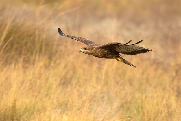 Photo common buzzard in flight at first light in the morning on a cold winter day