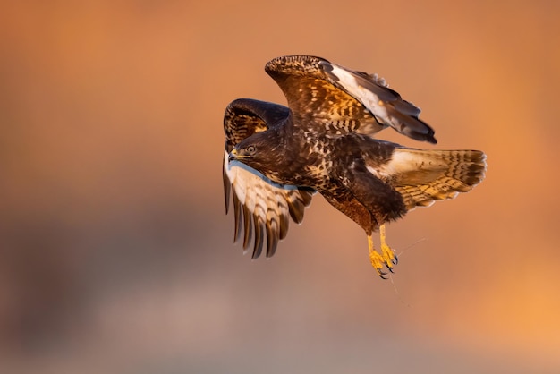 Common buzzard flying in the air in springtime sunset