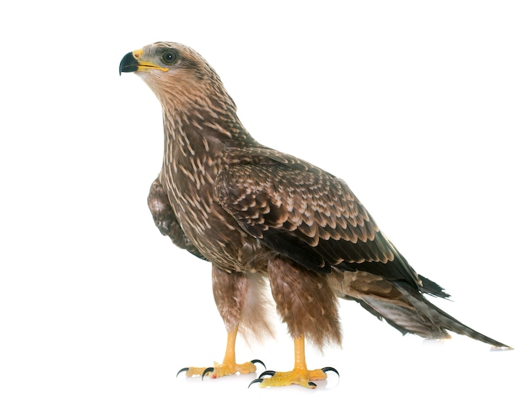 Photo common buzzard isolated