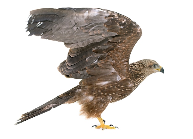 Common buzzard isolated