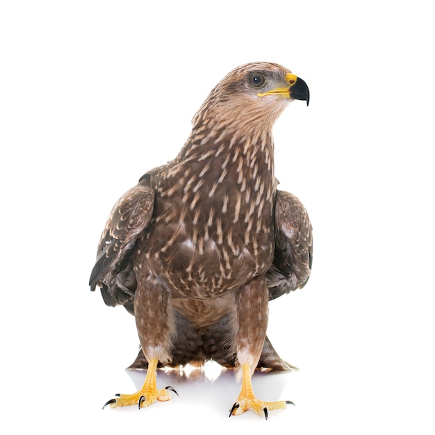 Common buzzard isolated