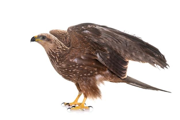 Common buzzard isolated