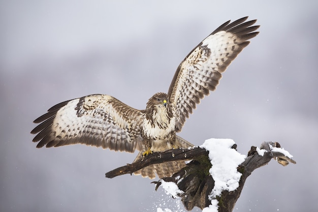 Common buzzard landing on tree in winter