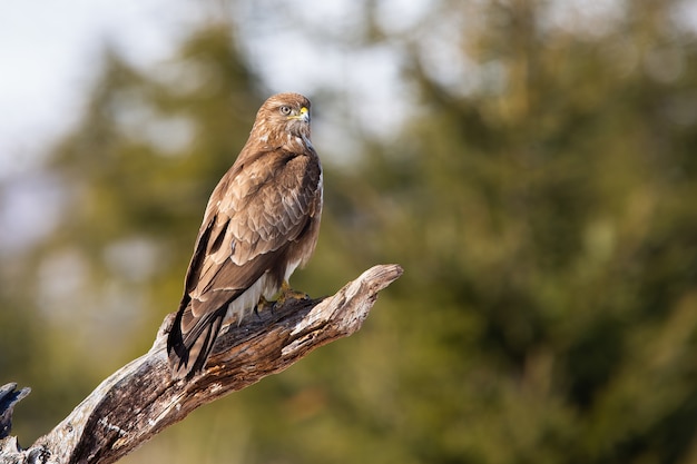 Common buzzard sitting on branch in springtime nature