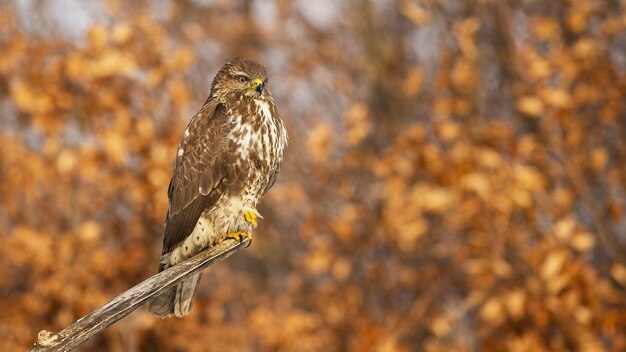 Common buzzard sitting on a branch with orange autumn leaves in background