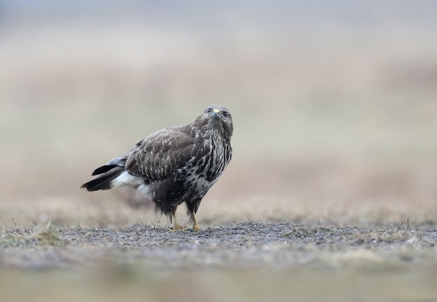 A common buzzard sitting on the ground in the pouring rain