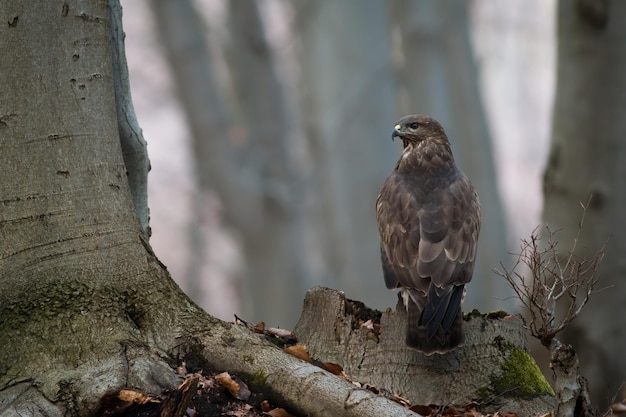 Common buzzard sitting on stump in forest in autumn