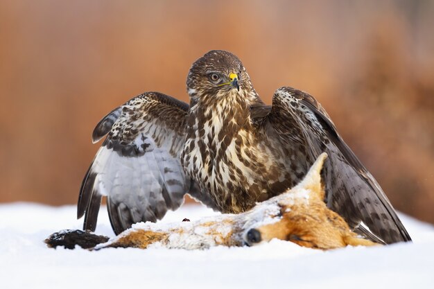 Common buzzard standing next to prey on snow with spread wings