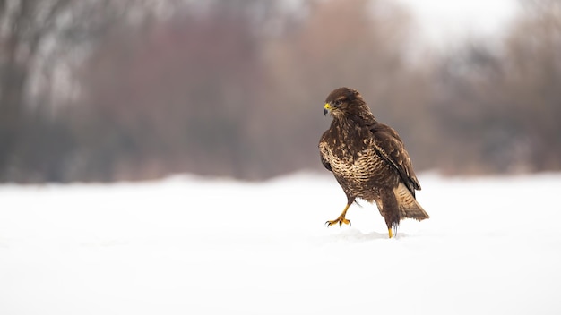 Common buzzard walking on snow in wintertime nature