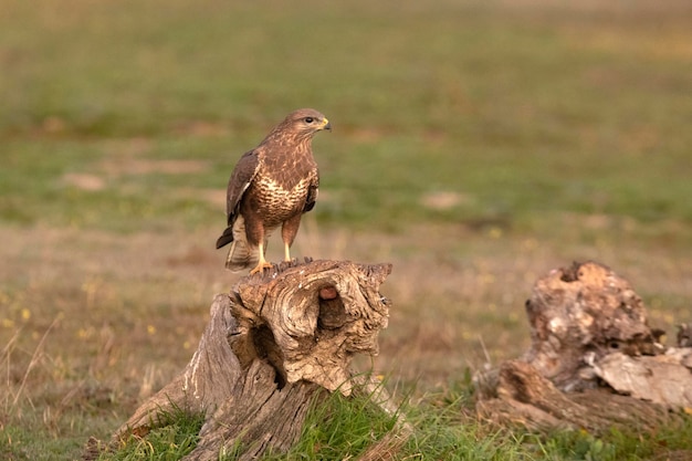 Common buzzard with the first light of a cold winter day