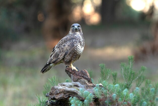 Common buzzard with the last afternoon lights of a winter's day in a pine forest