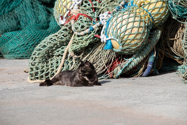 Gatto comune che riposa nel porto