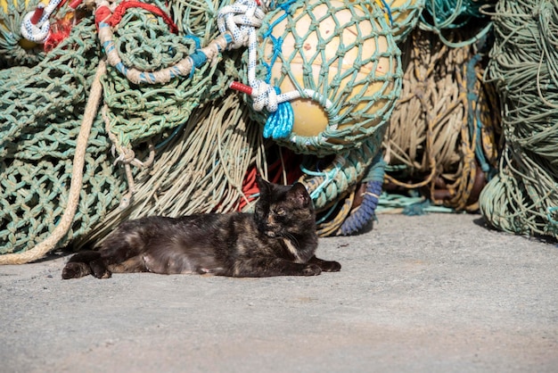 Common cat resting in the port