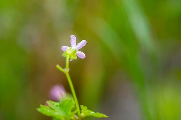 일반적인 Centaury Centaurium erythraea 핑크 초원 꽃