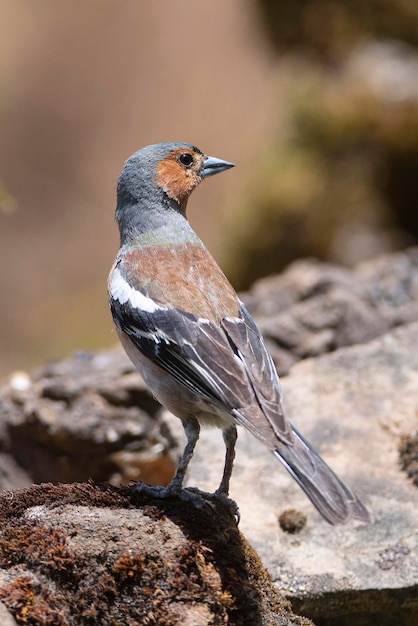 Foto fringuello comune fringilla coelebs avila spagna