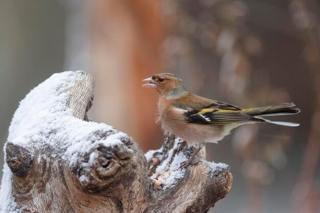 일반적인 chaffinch Fringilla coelebs Avila Spain