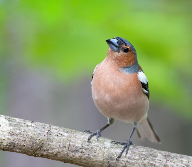 Common chaffinch Fringilla coelebs A bird in the forest sits on a branch on a beautiful background