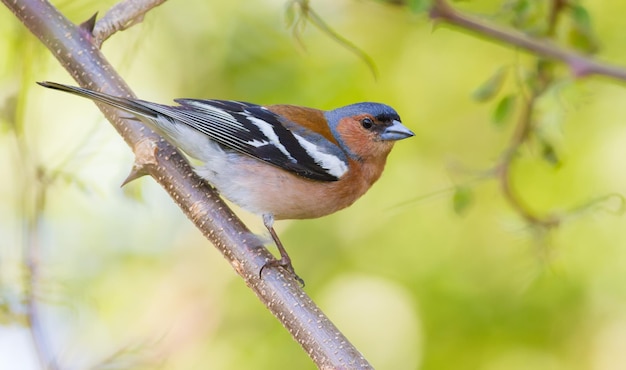 일반적인 chaffinch Fringilla coelebs 이른 아침에 수컷 새가 나뭇가지에 앉는다