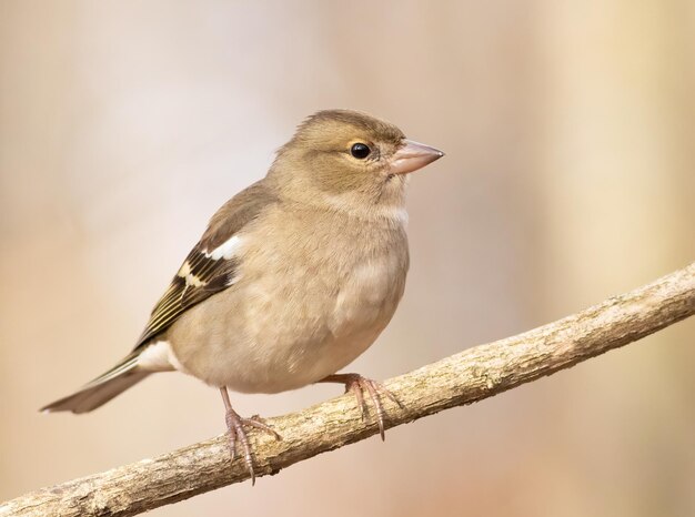 일반적인 chaffinch Fringilla coelebs 암컷 새가 아름다운 배경에 나뭇가지에 앉아 있습니다.