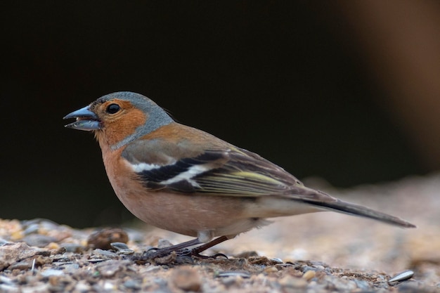 Common chaffinch Fringilla coelebs Malaga Spain