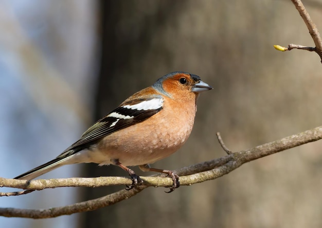 Common chaffinch Fringilla coelebs The male sits on a branch against a thick tree trunk