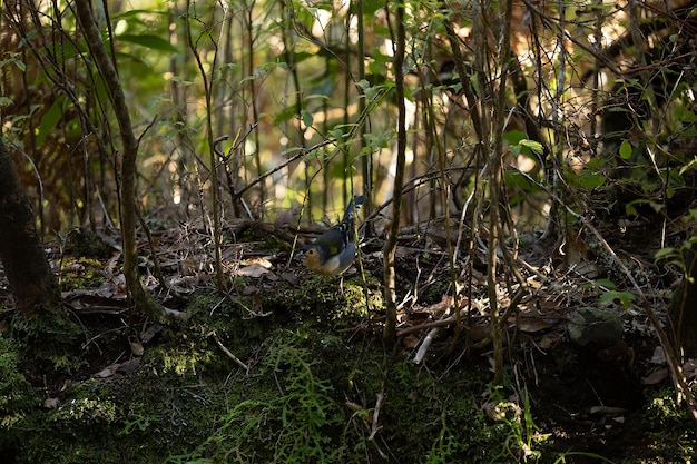 Common chaffinch Fringilla coelebs in natural environment